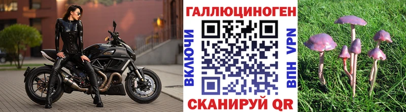 Псилоцибиновые грибы Psilocybe Благодарный